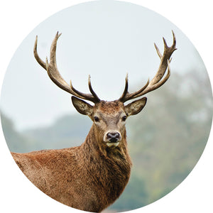 COLLECTION D'IMAGES POUR URNE DE BOIS TEINT